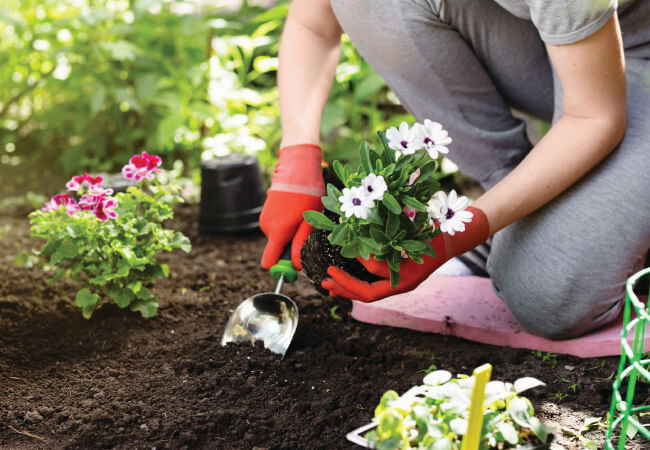 A person gardening while taking care to avoid back pain plants flowers in a garden.